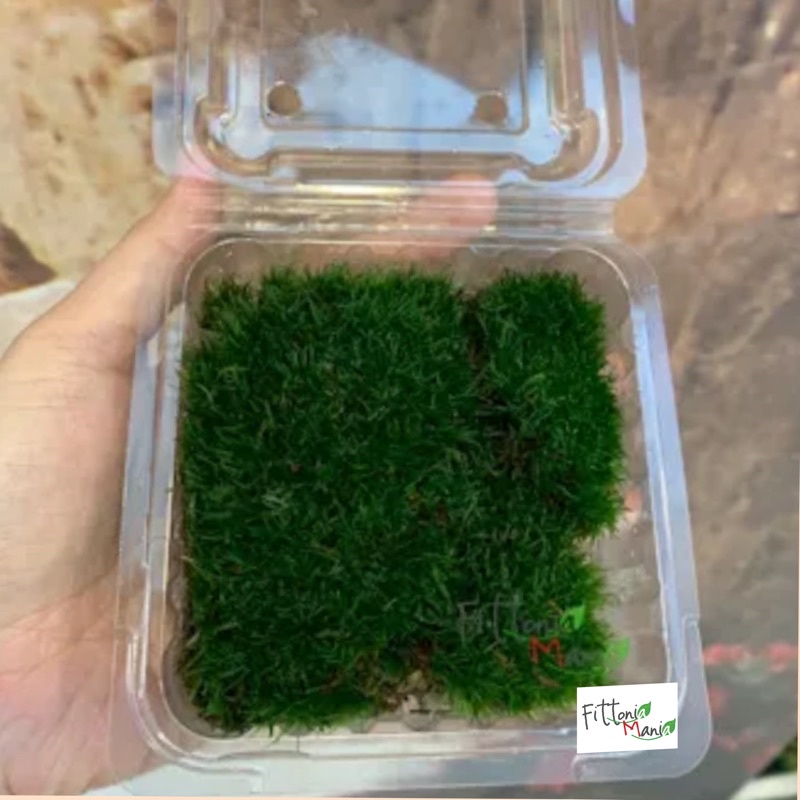🌳Local🌳Live carpet moss approx. 8x9cm moss for terrarium moss mossy