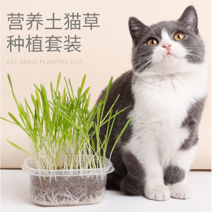 Shop Malaysia Ready Stock Natural Grown Healthy Cat Catnip Grass Rumput Kucing Shopee Singapore