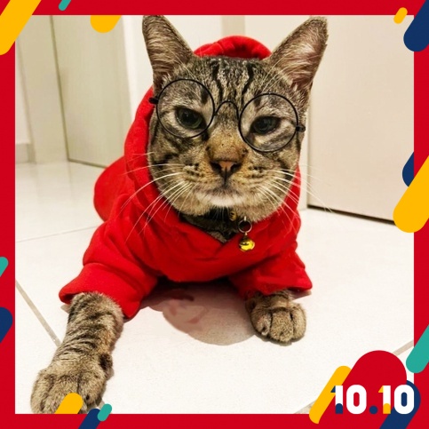 Baju Raya Kucing Gemok 2021 Comel Ready Stock Malaysia Pakaian 