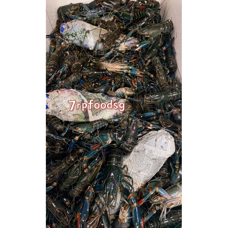 Indonesia Fresh Seafood live little Lobster ???? Crayfish 3KG- 5KG 印尼鲜活小龙虾3-5公斤
