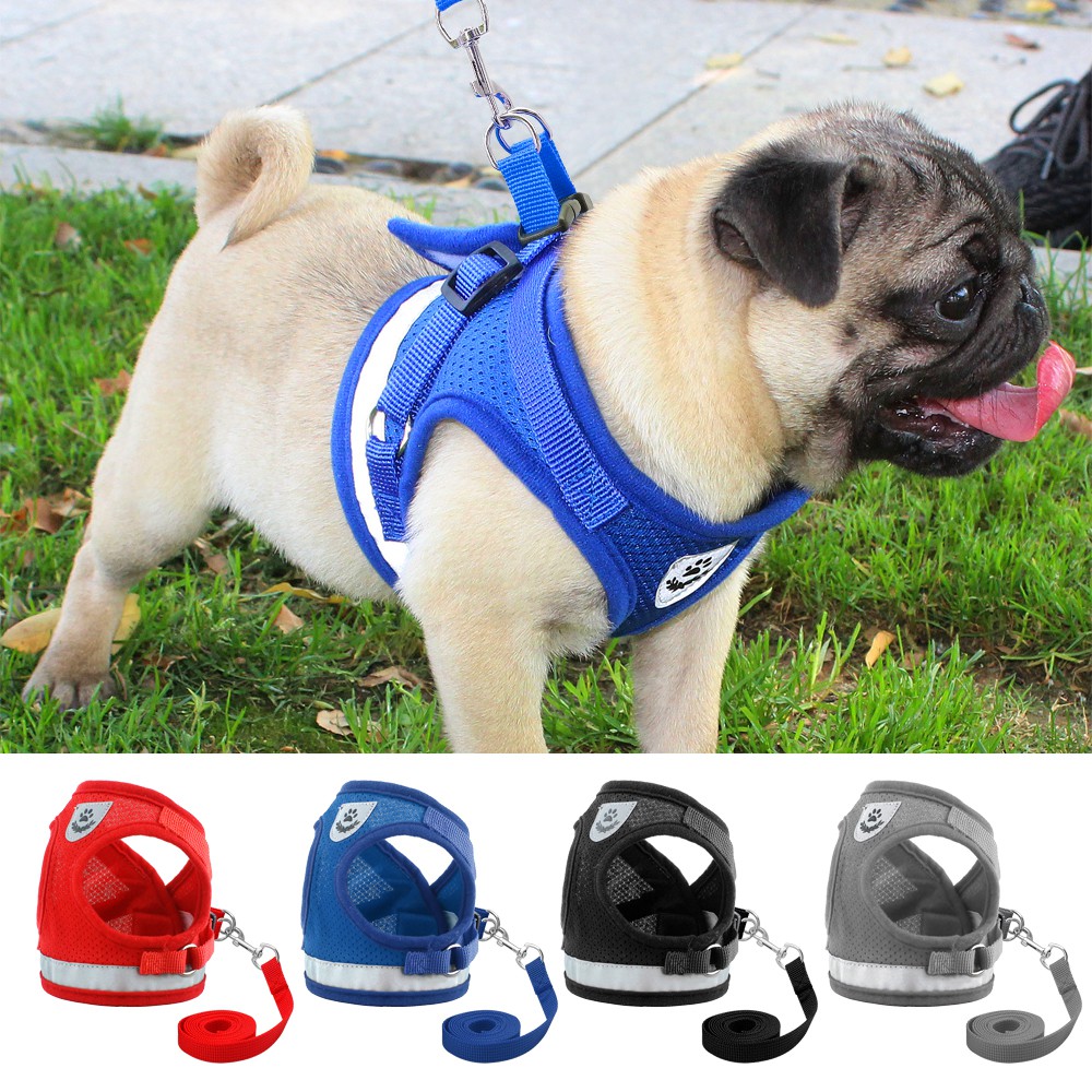 small dog harness and leash