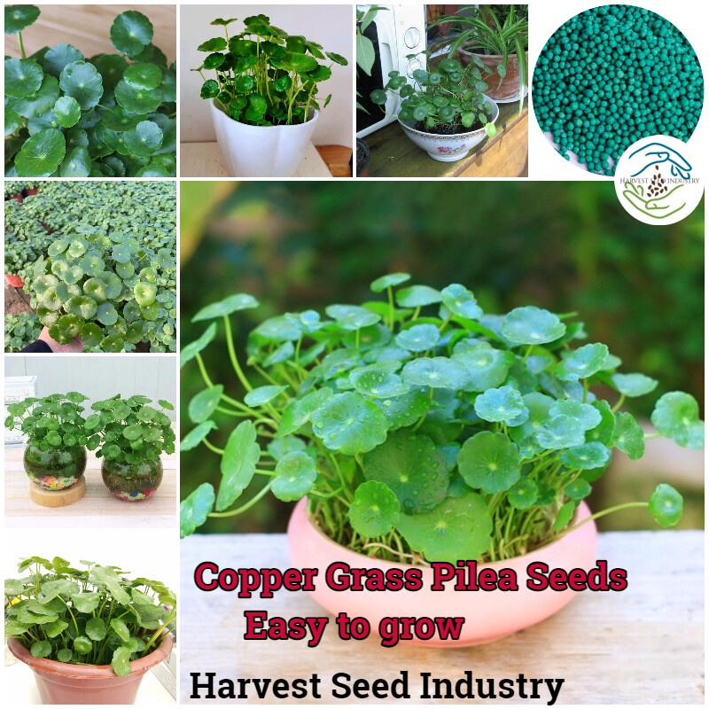 50pcs Copper Grass Pilea Seeds Money Tree Air Plant Gardening Flower