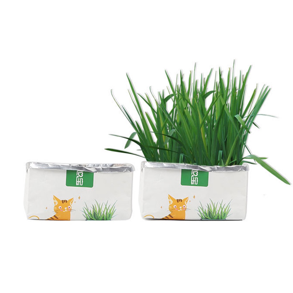Natural Cat Grass Planting Kit Hairball Control Shopee Singapore