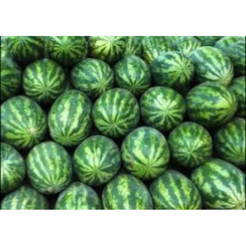 Watermelon Sweet Beauty Yellow Orchid Seeds From Sg Shopee Singapore