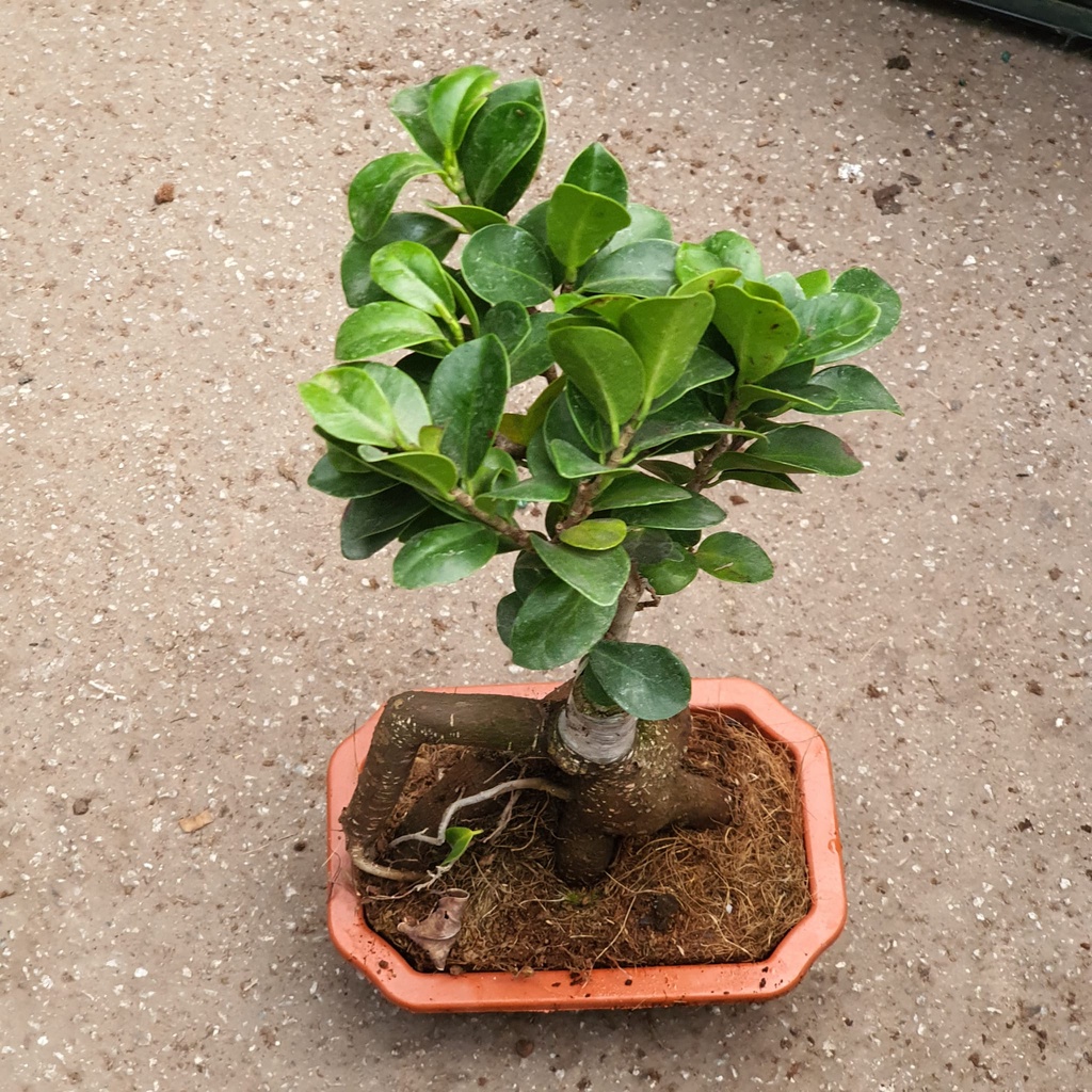 Ficus Microcarpa Bonsaiwith Blemishes Houseplant Shopee Singapore