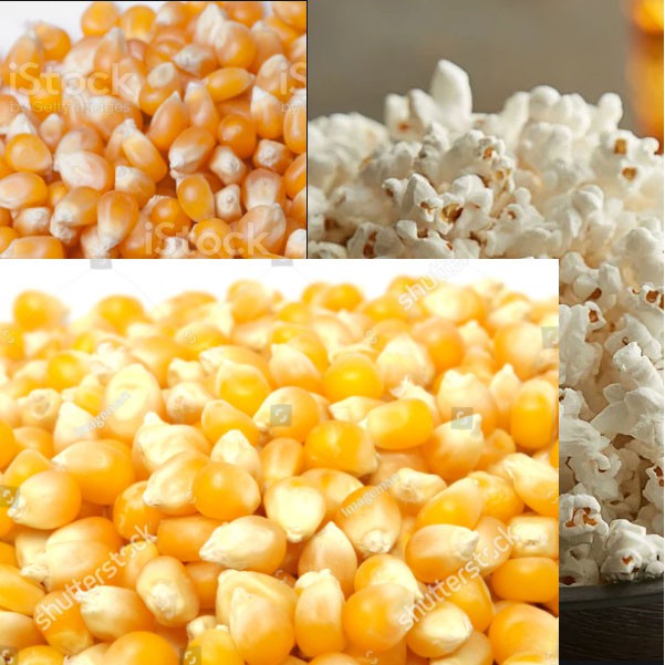 Mushroom/butterfly White Popcorn Kernels,Good Quality Grains Popcorn