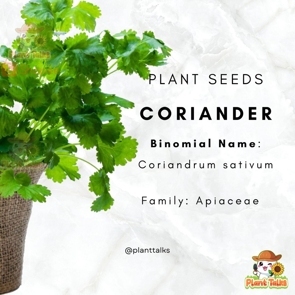 Coriander Seed / Coriander Plant / Herb Seed / Veggie Seed *Seeds from SG*