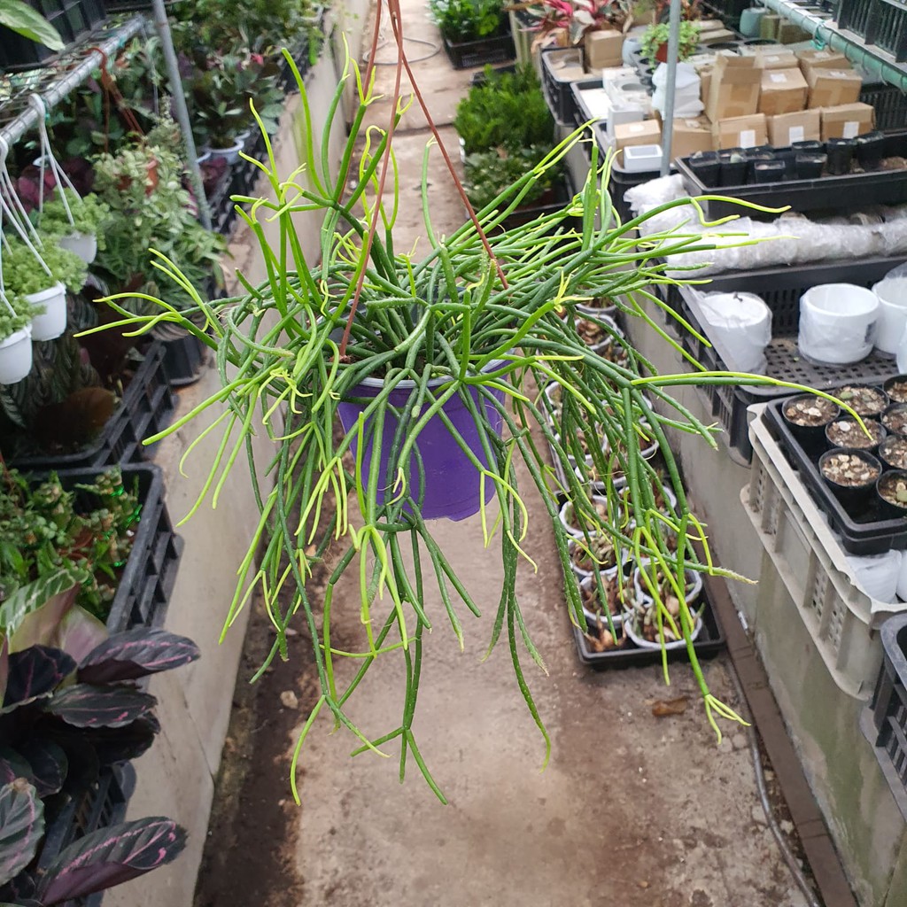 Plant & Plant, Online Shop Shopee Singapore