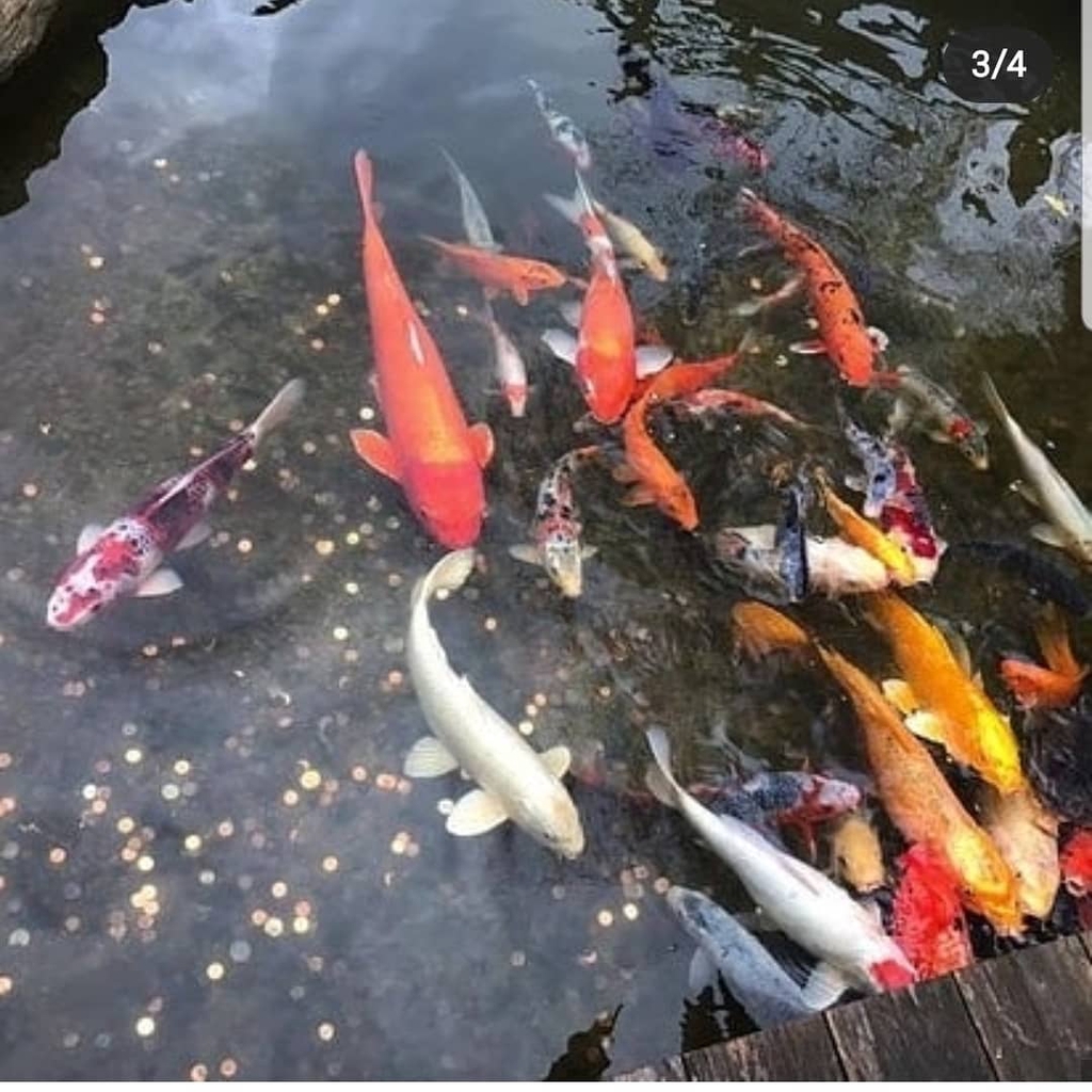 pond food
