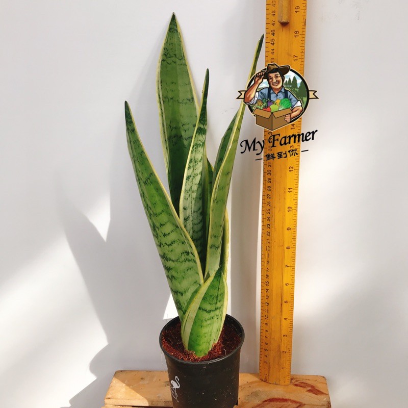 Sansevieria Moonshine Plant Sansevieria Superba Sansevieria Black Gold Live Snake Plant House Plant Shopee Singapore