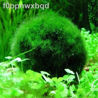 Instant aquatic plant seed fish tank decoration mini-leaf cow hair grass  live landscaping package real plant fish breedi | Shopee Singapore