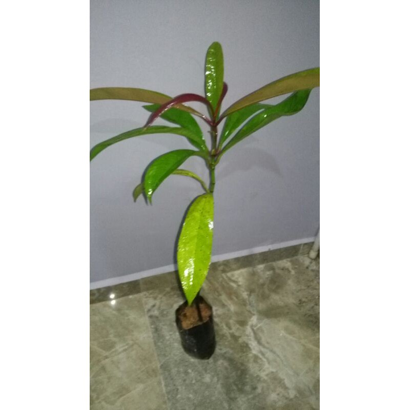 Pokok Kandis Large Leaf Shopee Singapore