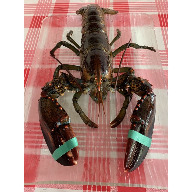BUNDLE DEAL! 2 pieces 450~500g lobsters for $67.50 only! ‘swimming’ Live Boston Lobster (450~500grams)