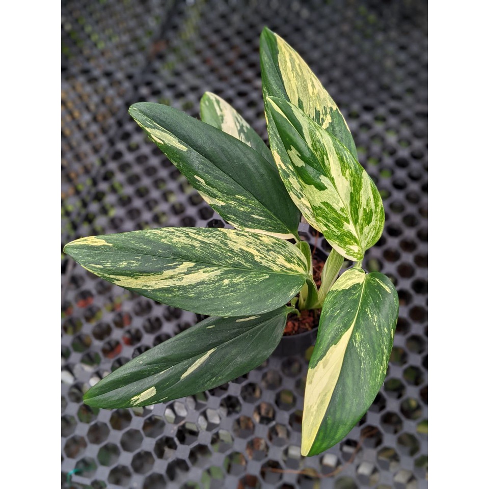 Monstera Standleyana Rare and Exotic Beautiful House Plant Shopee