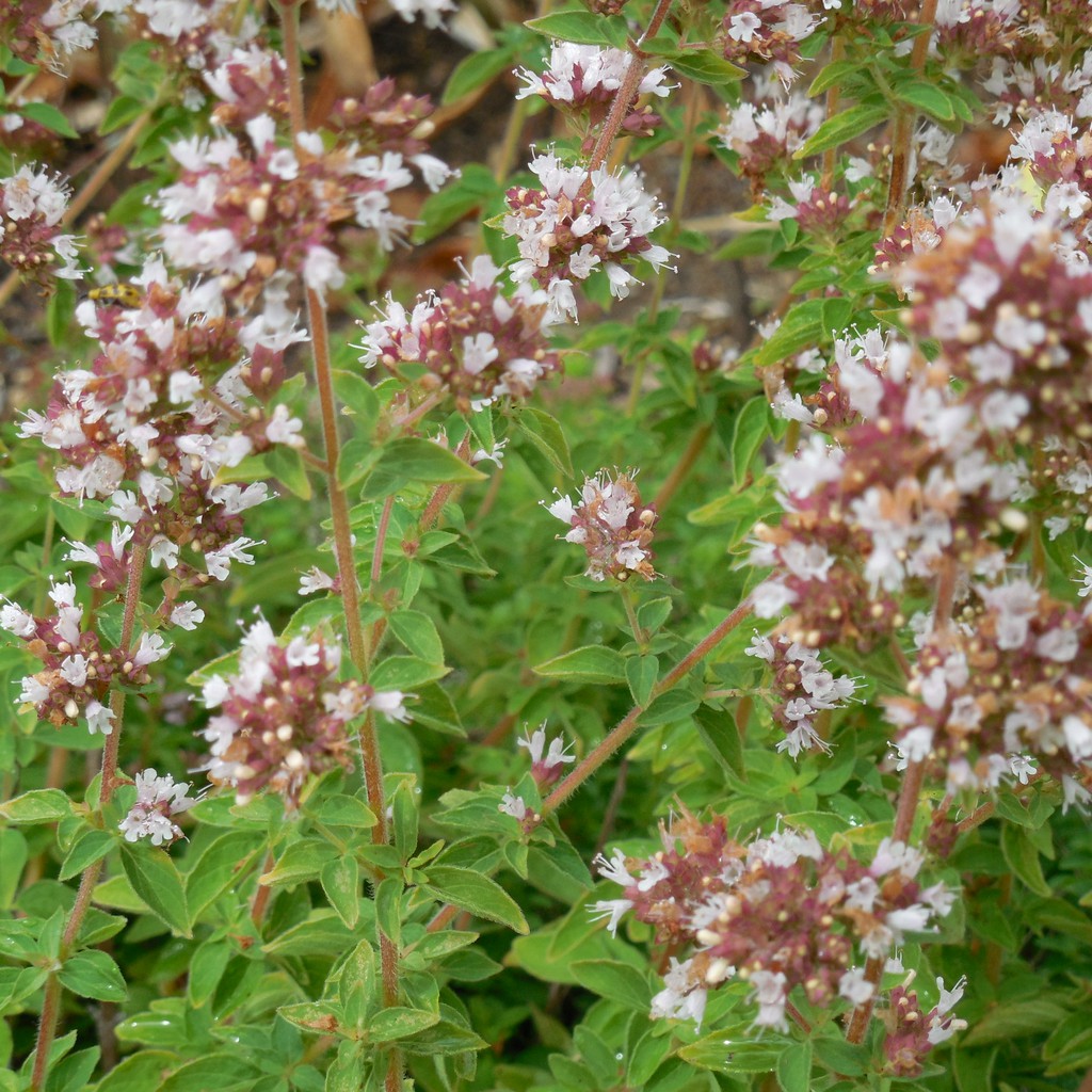 50 Oregano seeds Garden Seeds Vegetable Seeds for planting herbs (fr SG)
