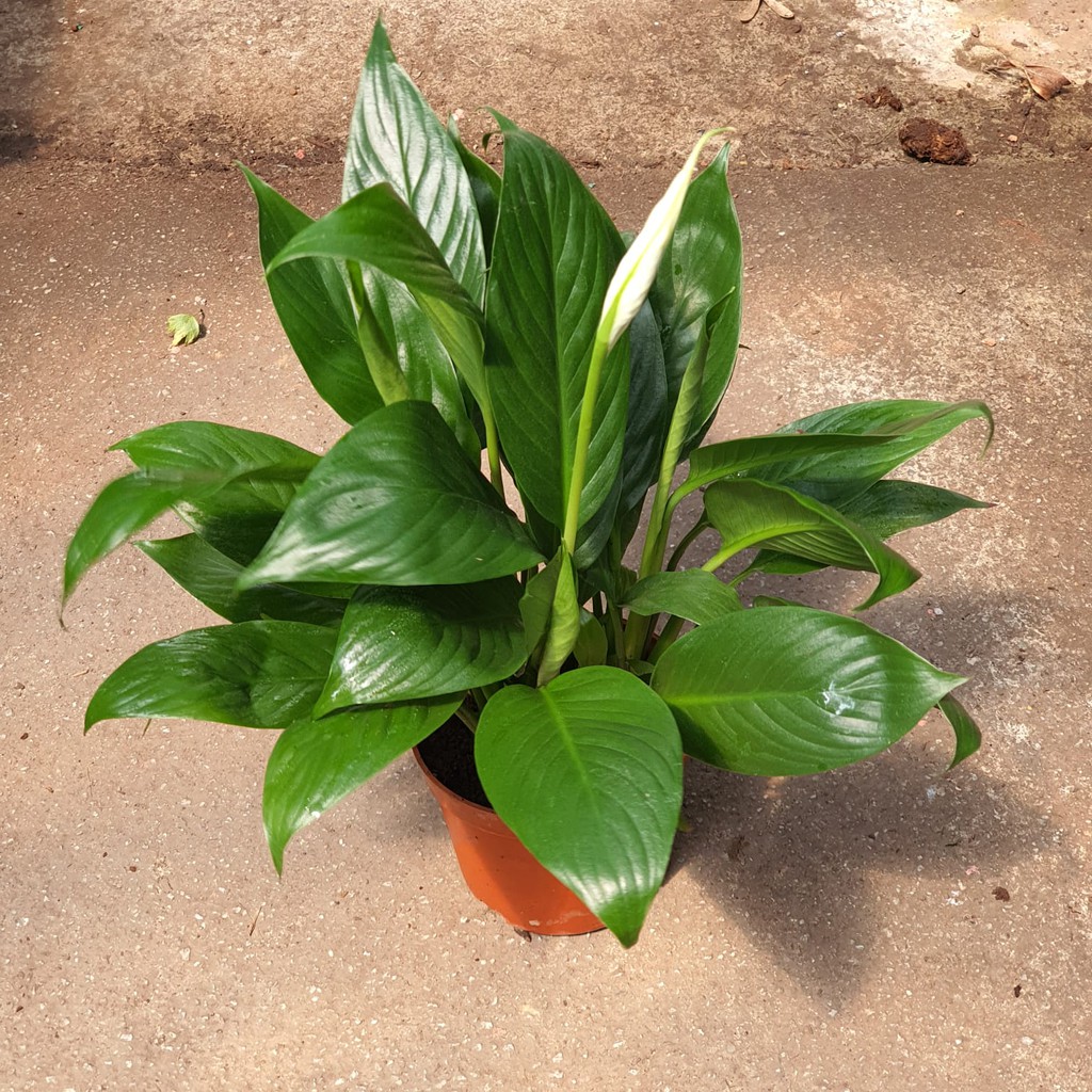 Spathiphyllum Spp Peace Lily Flower Maybe Overbloom Small Houseplant Shopee Singapore