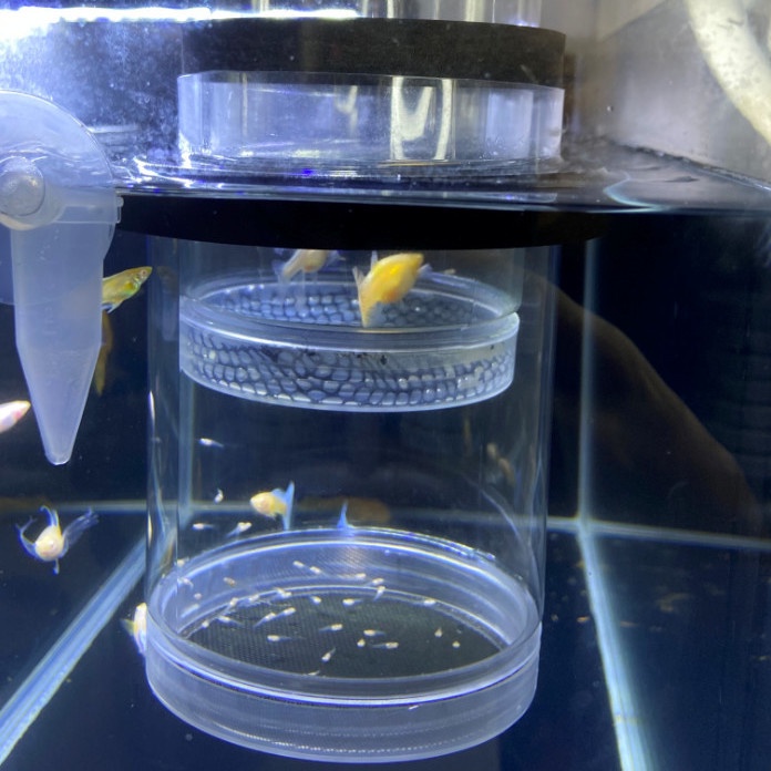 Guppy Floating Suspension Breeding Tank Breeding Box Isolation Tank