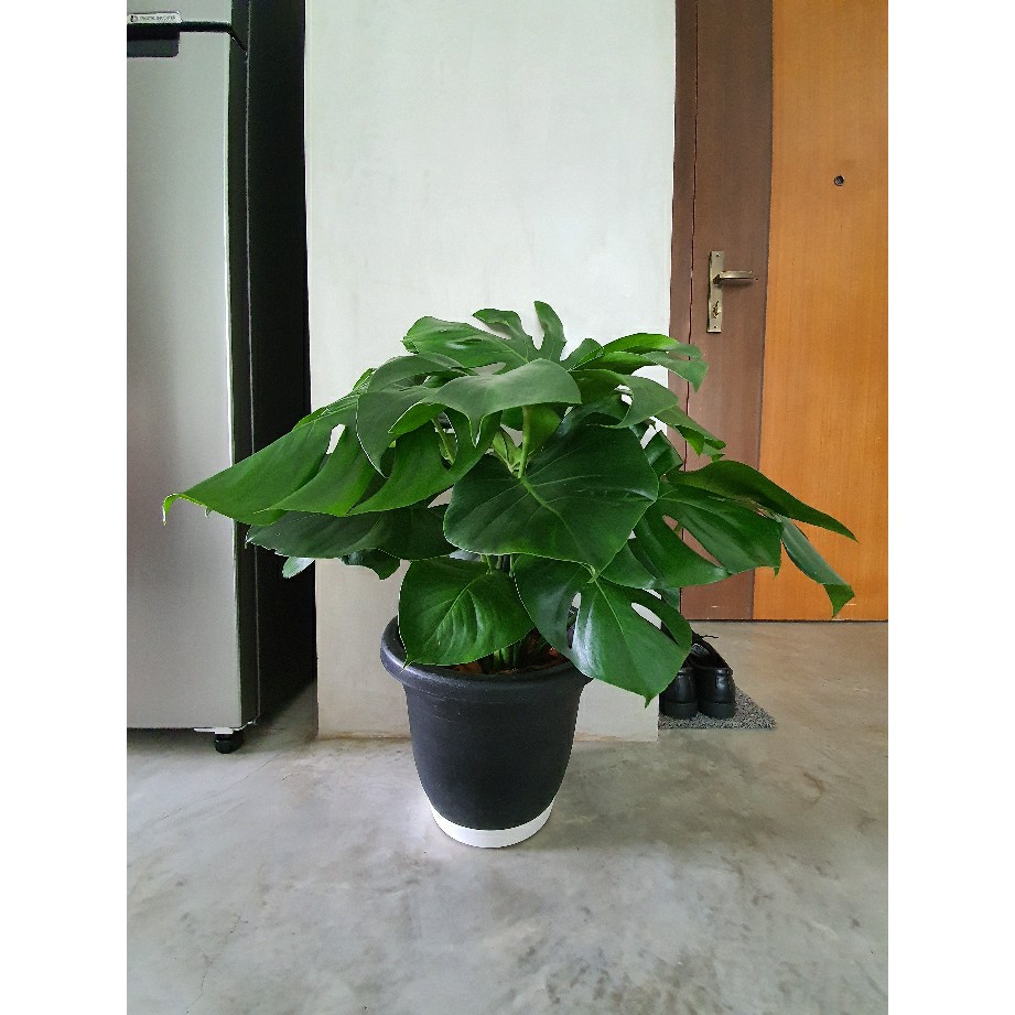 Swiss Cheese Plant In Pot Monstera Deliciosa Other Shade Tolerant Houseplants Perfect For Indoors Shopee Singapore