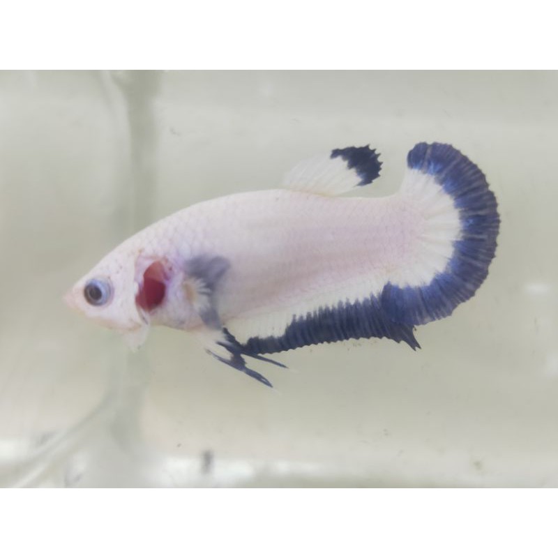 Beautiful Betta Marble Blue Rim Half Moon Plakat Hmpk Male Betta Fish Types Betta Fish Betta