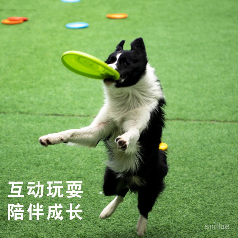 dog frisbee fail