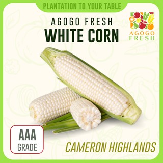[Agogo Fresh - Vegetables] Cameron Highlands White Corn (1pcs)