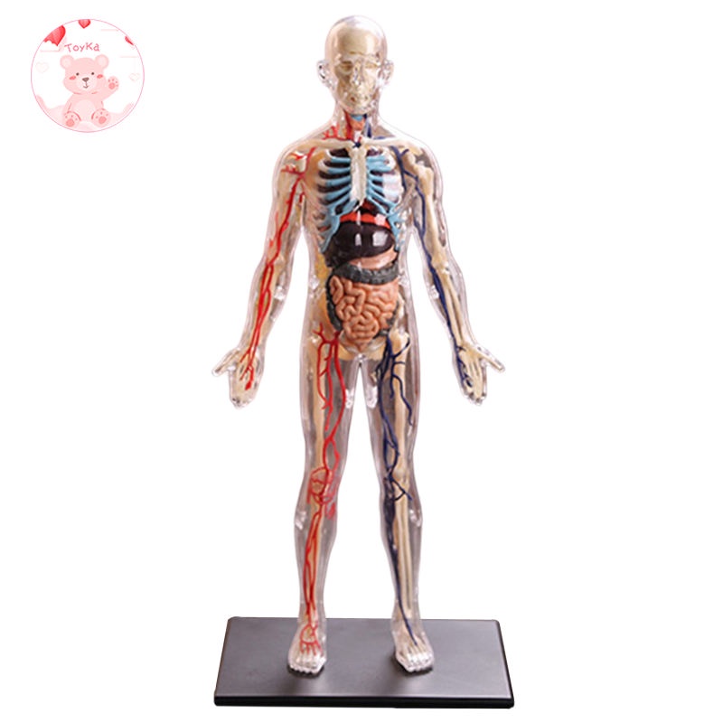 Whbadguy Interactive Human Body Fully Anatomy Figure Human Body Model For Kids Anatomy Kit Removable Muscles Organs And Bones Stem Kids Anatomy Toy Ages 8 Shopee Singapore