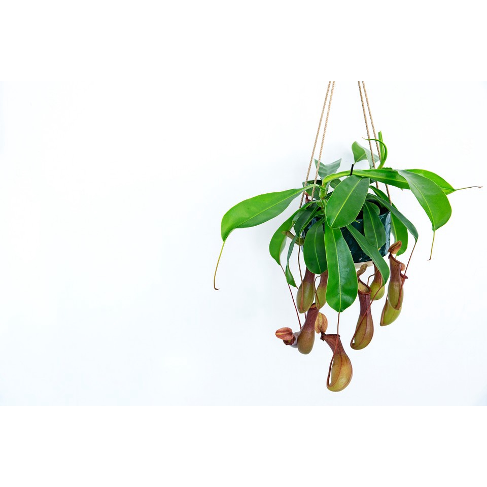 nepenthes-plant-fresh-gardening-indoor-plant-outdoor-plants-for-home