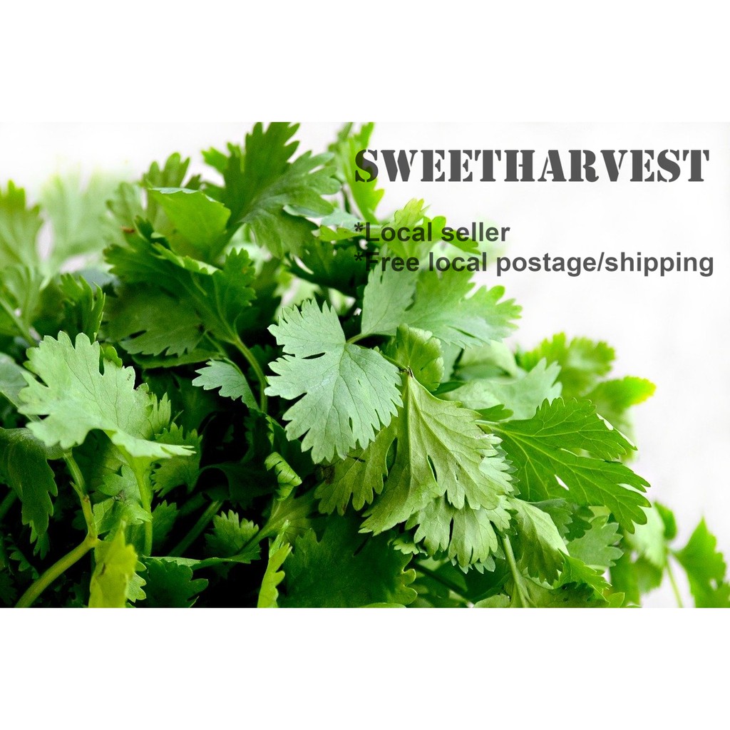 100 Seeds Coriander Cilantro Chinese Parsley Shopee Singapore