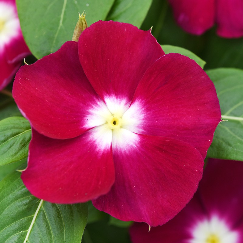 HOT 12 Warna  Pilihan Benih Vinca  Vinca  Seeds Jenis 