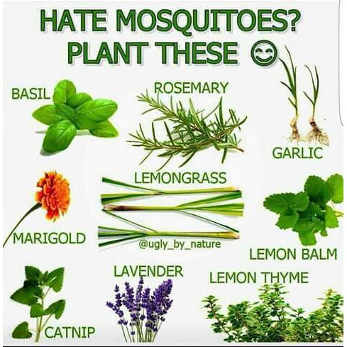 Set Of 5 Mosquito Repelling Potted Plants Keep Zika Dengue At Bay Marigold Mint Indian Borage Lemon Grass Etc Shopee Singapore