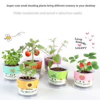 [SG Stock] Creative Mini Plant Potted Green Grass Planted Grass Ecological