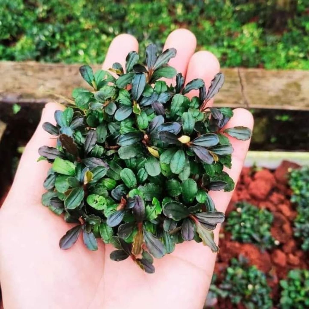 【ルージュ】Bucephalandra sp. Kudangan set Buy bucephalandra Products At Sale Prices Online - October