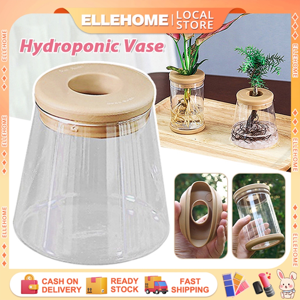 Hydroponic Vase Clear Glass Planter Simple Elegant Style Indoor Decoration Easy Maintenance
