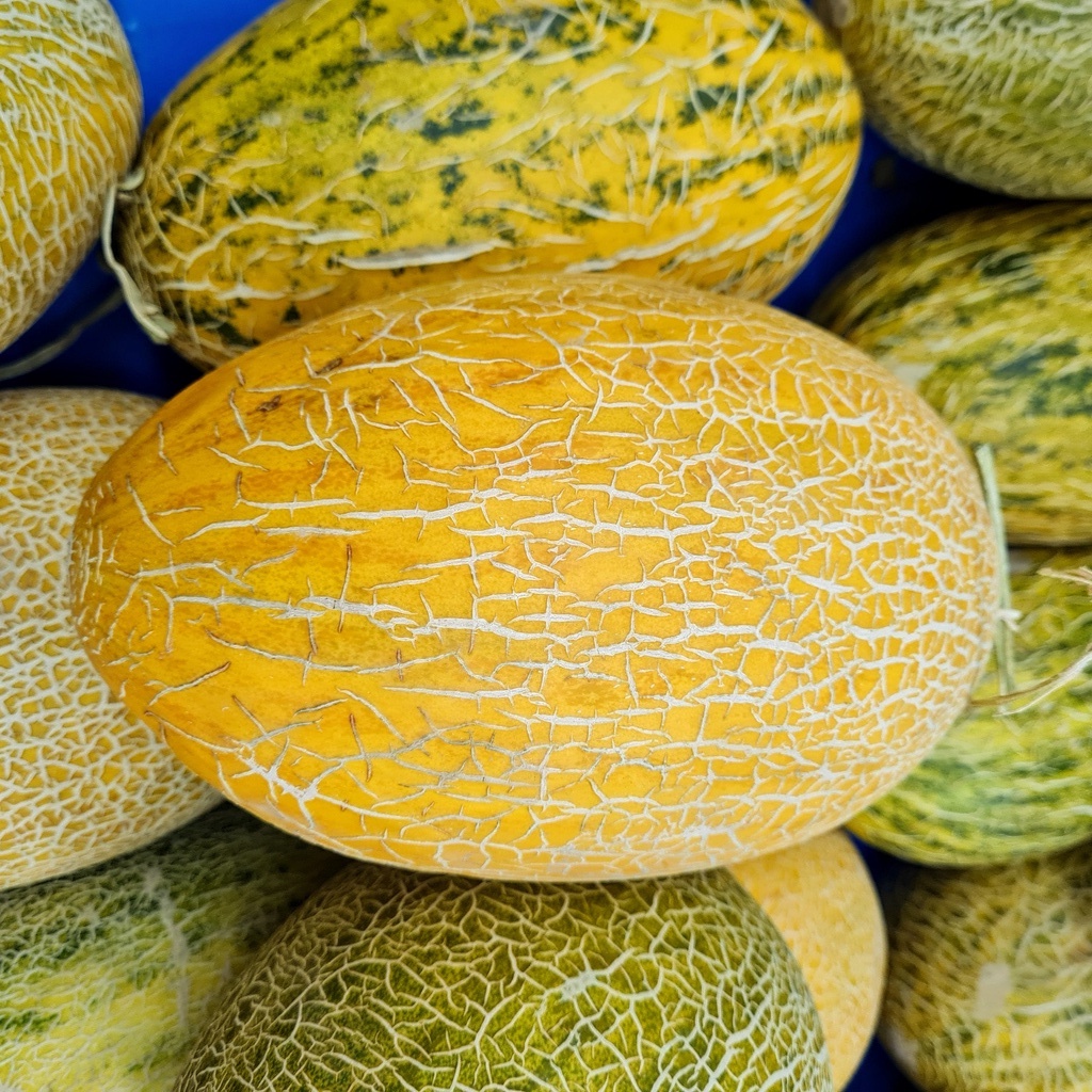 10 Golden Hami Melon Seeds for Garden Planting EZGrow.sg (SG Stock