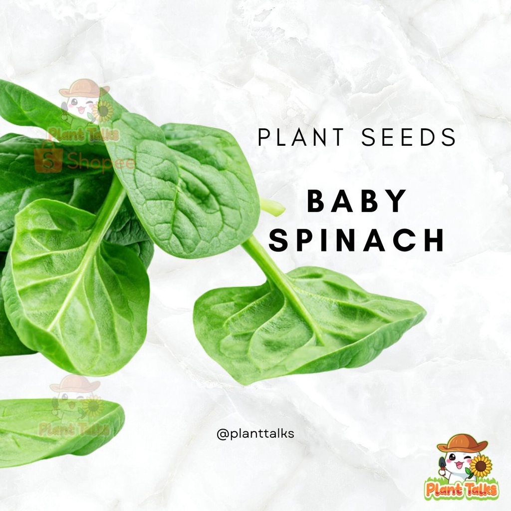 70 Baby Spinach Seeds / Spinach Seed / Veggie Seed High Quality ...