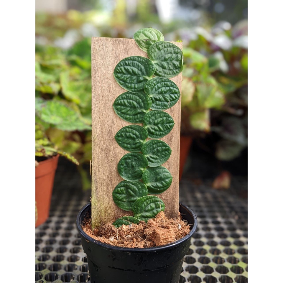 Rhaphidophora Korthalsii Exotic and Beautiful Creeper Plant Shopee