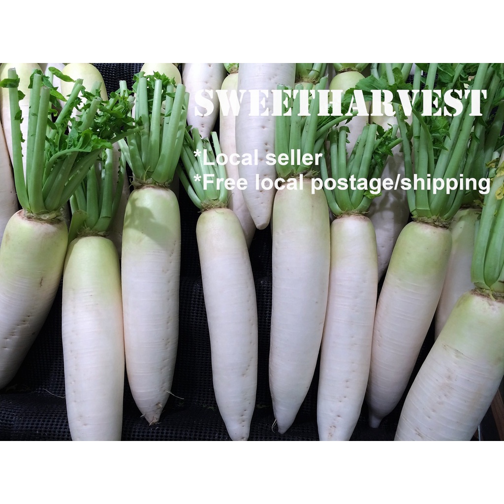 80 Seeds White Radish Long Chinese Radish Lobak Lo Bak Chinese