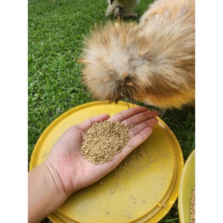 [LOCAL SELLER] 5kg Quail Feed Chicken Feed Bird Feed Crumbles Fine
