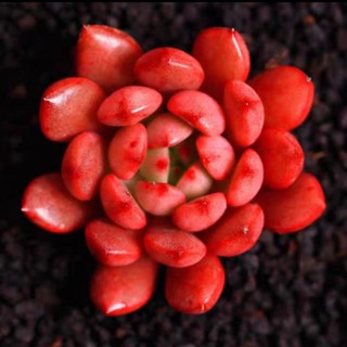 【Ready stock】多肉植物紫牡丹群生多头稀有贵货绿植玫瑰花卉园艺明镜succulent flora long rare precious green plants