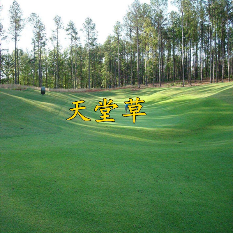 Authentic Paradise Grass Seed Dwarf Bermuda Grass Seeds Easy to Plant TrampleResistant No