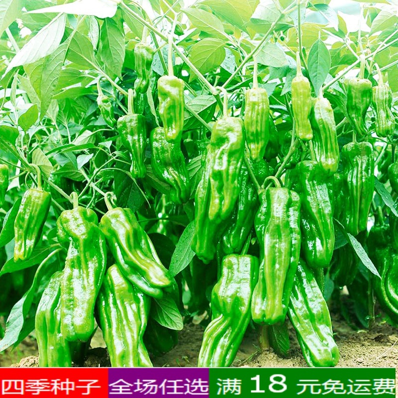 Early Mature ThinSkinned Green Pepper Seeds Four Seasons Vegetable