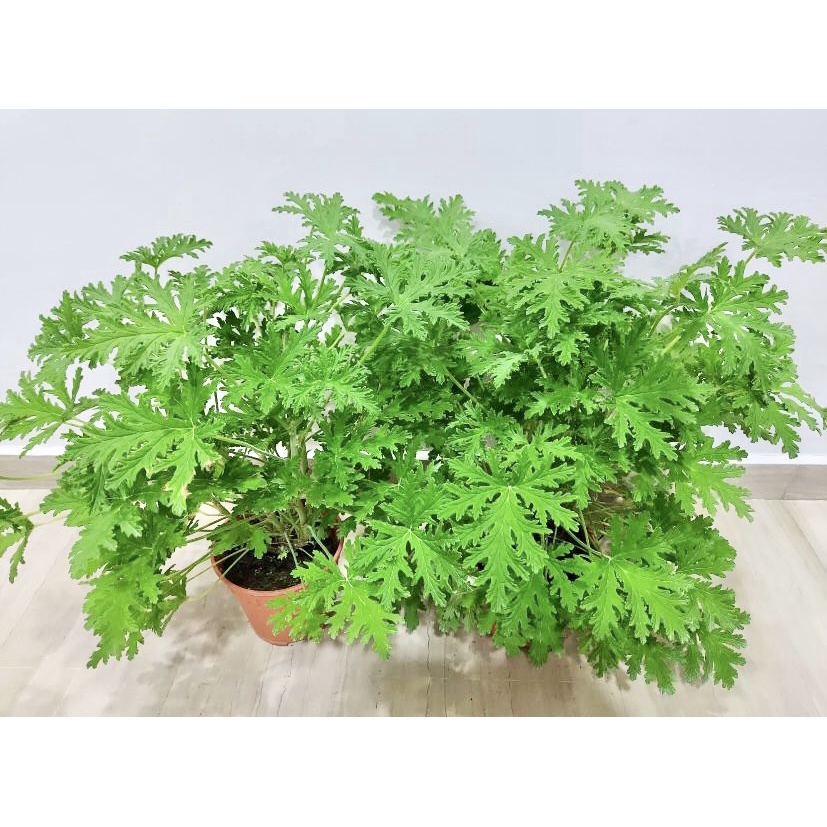 Citronella Live Plant Anti Mosquito Fresh Gardening Indoor Plant