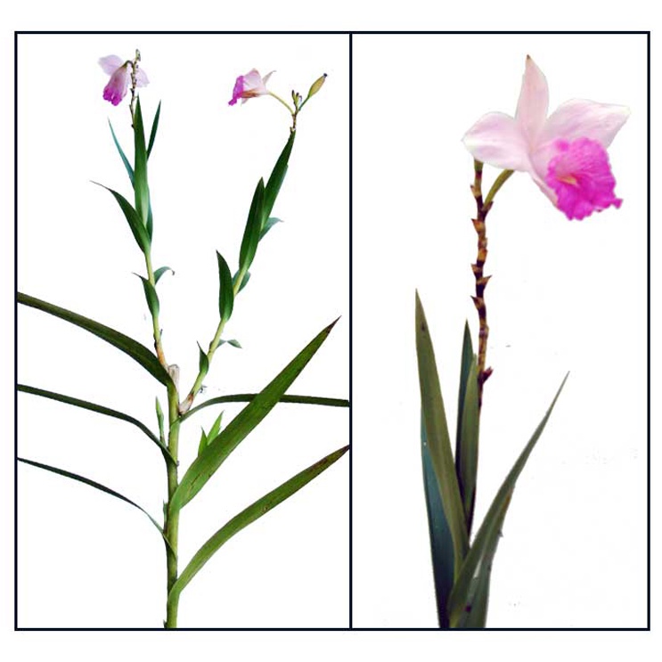 Arundina graminifolia, bamboo orchid (1.2m) Shopee Singapore