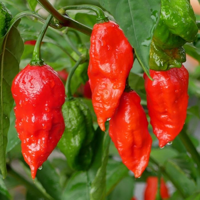 10 Ghost Pepper seed | Fiery Hot Pepper seeds | SG Stock | EZGrow.sg ...