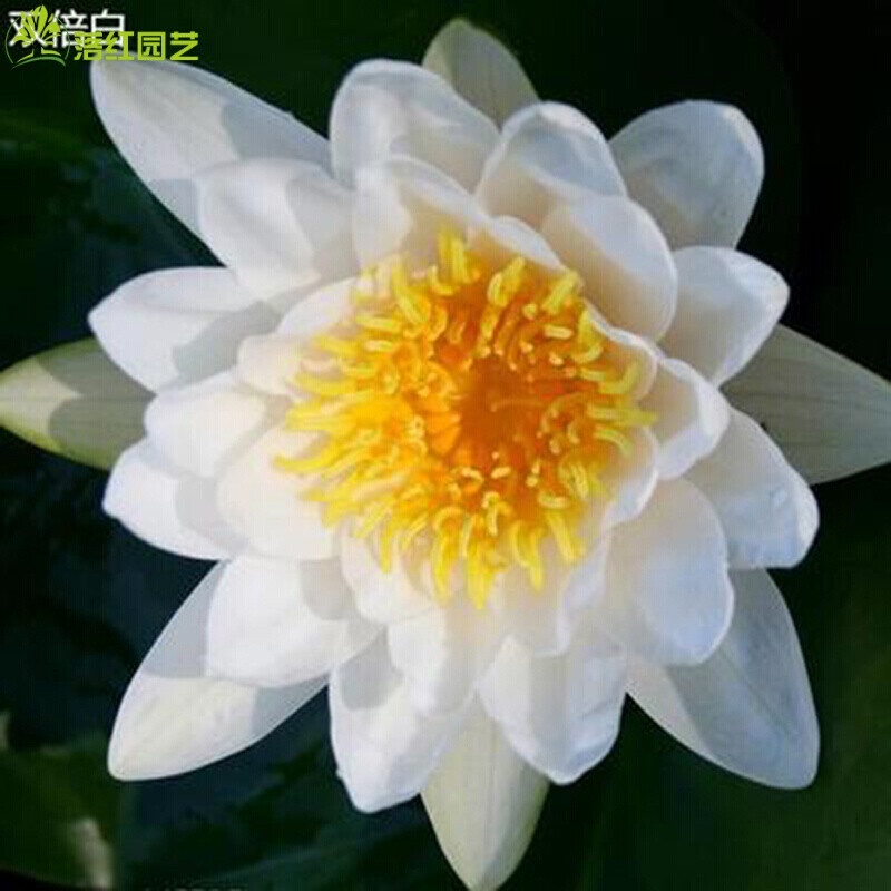 Water Lily Seed Big Rhizome Hydroponic Potted Plant Delivery with Buds