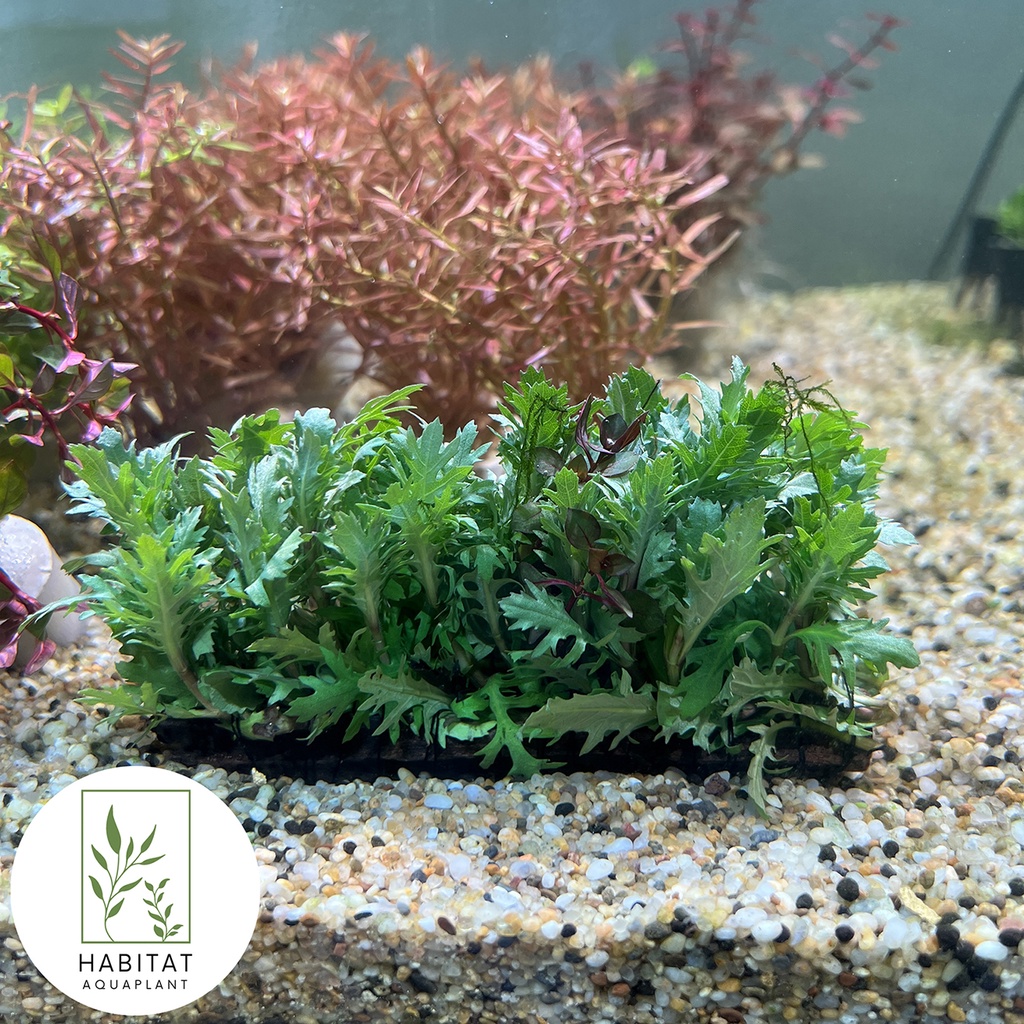 Hygrophila Difformis Emersed on Wood Fresh Live Aquarium Aquatic Plants