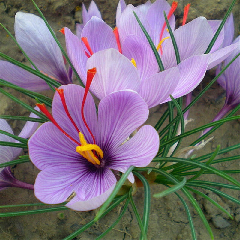 A Gardener Saffron Seed Pellet Saffron Crocus Bulb Large Ball Flower