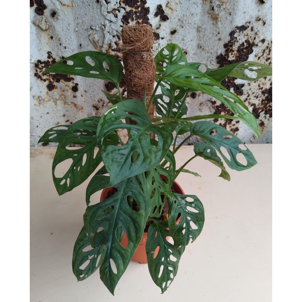 Monstera adansonii (swiss cheese plants) with pole, 6inch pot, Ht 1ft. Shopee Singapore