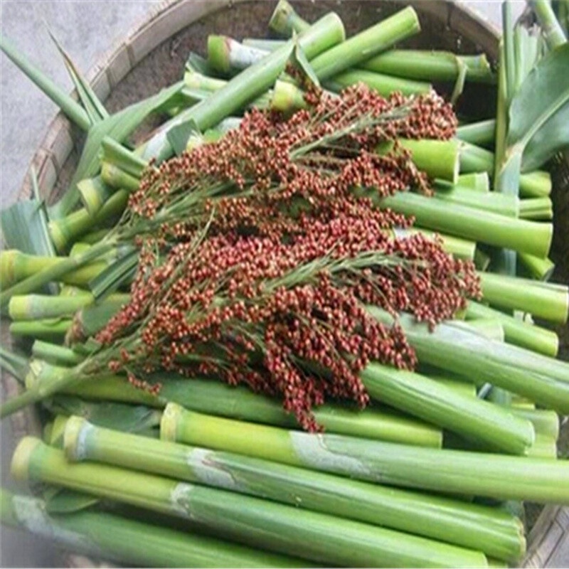 Farm Sweet Seeds Spring Sowing Old Varieties Sweet Millet Seeds