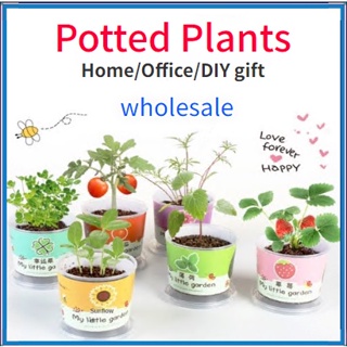 Home Office Mini Plant Potted/Kids DIY Plant Toys Kids Planting kit Plants DIY gift